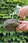 Iron Mountain Trap (3/4") Pervious Concrete